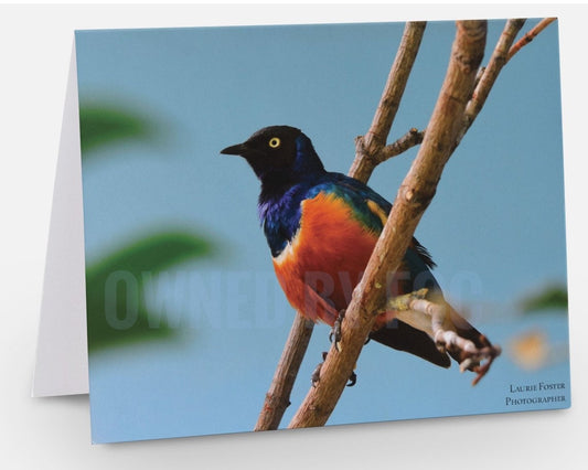 Greeting Card Painted Bunting Bird Photograph by Laurie Foster- Greeting Card - Unique Cards - Bird Photography