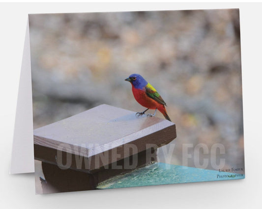 Greeting Card Painted Bunting Bird Photograph by Laurie Foster- Greeting Card - Unique Cards - Bird Photography
