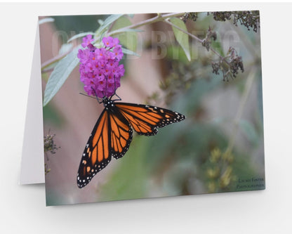 Greeting Card Monarch Butterfly Photograph by Laurie Foster- Greeting Card - Unique Cards - Butterfly Photography